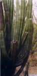 Geographie Mexiko II